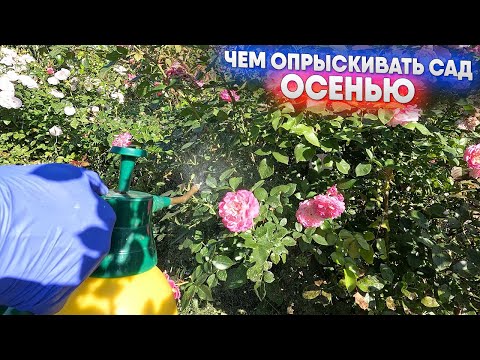 Видео: Чем опрыскивать сад осенью