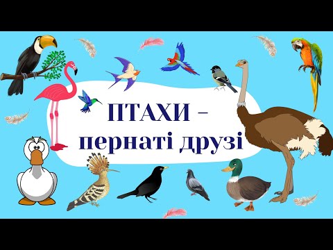 Видео: Птахи - пернаті друзі