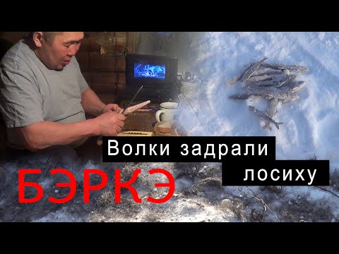 Видео: Волки в Якутии задрали лосиху. В гостях у Ивановых. Река Амга.