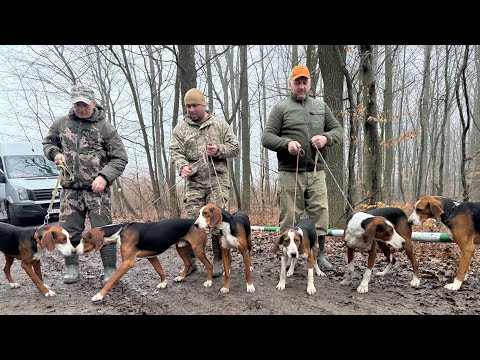 Видео: Чернівецькі змагання гончих по хутровому звіру 1.03.2025