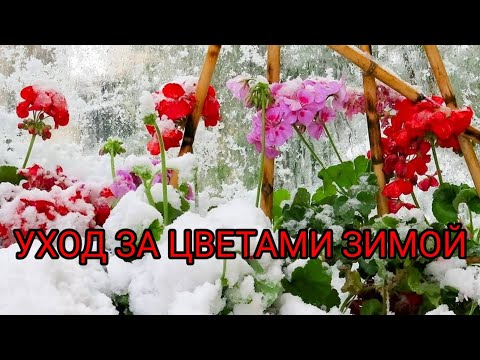 Видео: КАК УХАЖИВАТЬ ЗА ЦВЕТАМИ ЗИМОЙ?