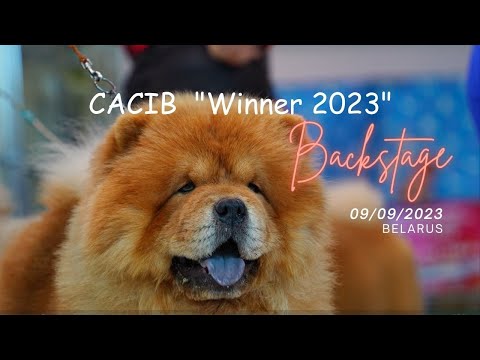 Видео: Видео для души... Международная выставка собак CACIB "Winner 2023". Сибы, Чау-Чау и пёс с ДРЕДАМИ!