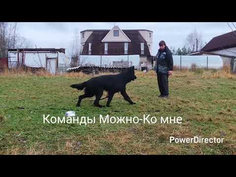 Видео: Немецкая овчарка МУХТАР, 12 мес.