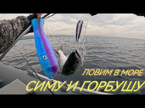 Видео: Япономорская горбуша в начале июня! Как поймать? Смотрите в этом видео.