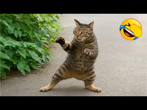 Видео: Самый смешной клип про кошек и собак 2025 года😼🐶Попробуйте не смеяться😜 #189