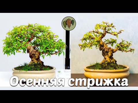 Видео: Осенняя стрижка райтии священной @Studio.Bonsai