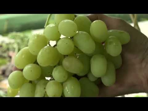 Видео: №438 - Теплица для винограда