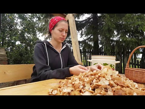 Видео: Вы никогда не пройдете мимо луговых опят попробовав эти блюда