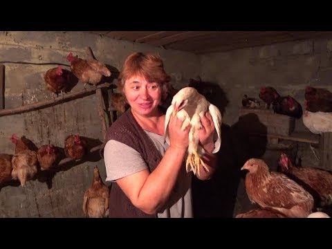 Видео: VLOG - Мама про Курочек 🐓Душевно 🐥Утепляем Курятник 😴Ночуем у Родителей