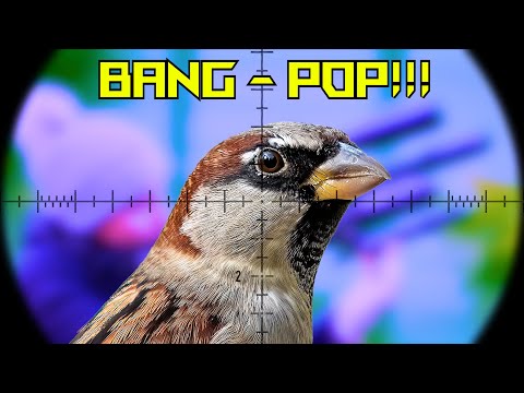 Видео: Невероятно точный!!! | Пневматическая винтовка PCP | Компактная винтовка FX Impact | Пули JSB | Б...