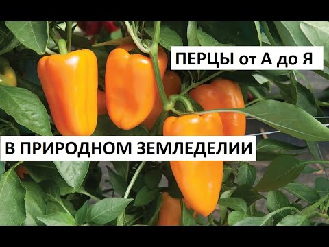 Видео: Перцы от А до Я в природном земледелии.