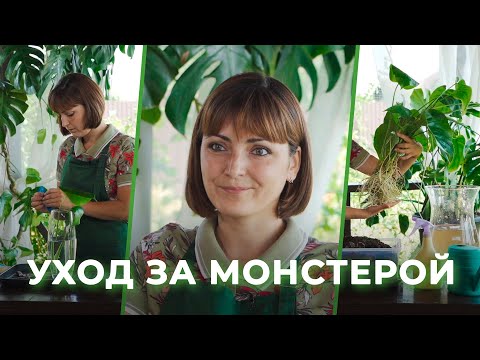 Видео: Как ухаживать за монстерой:  советы флориста