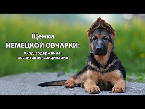 Видео: Щенки немецкой овчарки: уход, кормление, воспитание, дрессировка, вакцинация