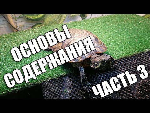 Видео: Основы содержания красноухих черепах, часть 3
