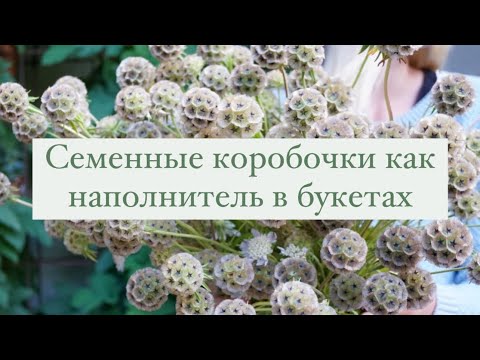 Видео: Семенные коробочки как наполнитель в букетах