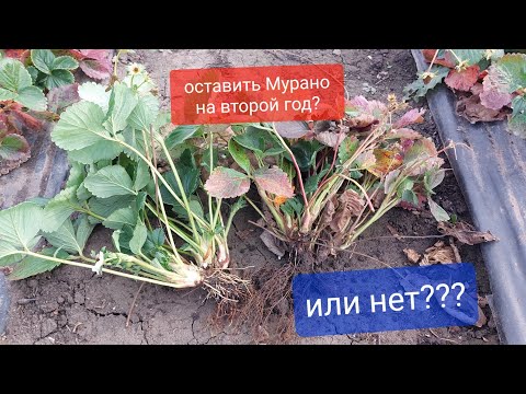 Видео: Ремонтантные Сорта Клубники! Оставлять на второй год или нет??? наглядный пример