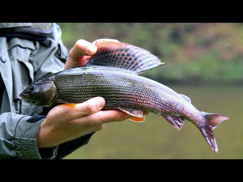 Видео: Ловля Хариуса на Енисее - Сезон 2022