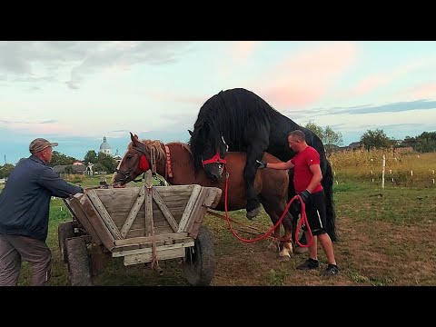 Видео: 🌋Фараон завітав 🚛до кобили Герди🪷у Братківці👍