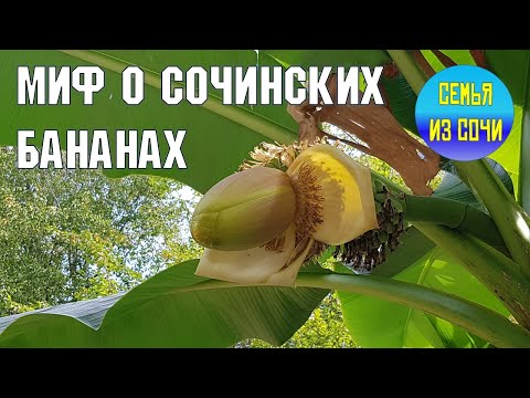 Видео: СОЧИ | РАЗВЕНЧИВАЕМ МИФЫ О БАНАНАХ В СОЧИ | Субтропический рай в отдельно взятом городе