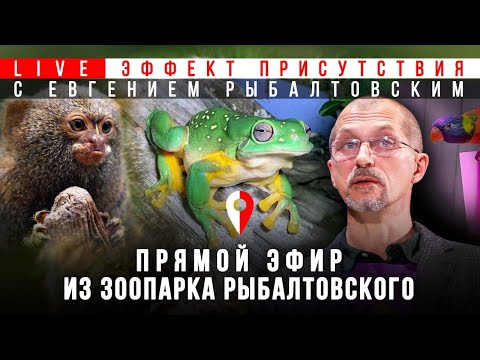 Видео: В зоопарке Евгения Рыбалтовского: в гостях у zoocomclub. #Эффект_присутствия