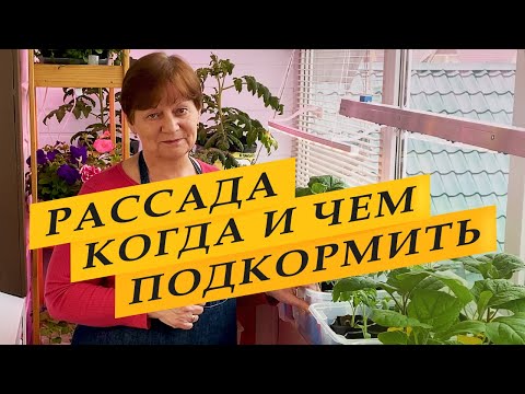 Видео: Когда, как и чем подкармливать рассаду.