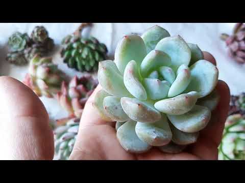 Видео: Суккуленты.Обзор корейской закупки.Анонс.