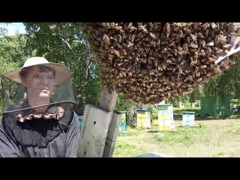 Видео: Очень большие рои. Архив пчеловода.