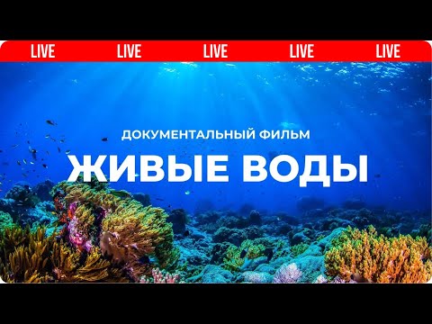 Видео: Живые воды. Разумный замысел в океанах Земли. Документальный фильм | Мифы эволюции 🔴 Live