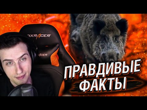 Видео: Hellyeahplay смотрит: Правдивые факты о диких свиньях