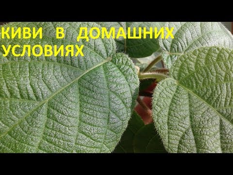 Видео: Киви в домашних условиях