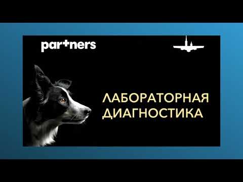 Видео: Бруцеллез собак  Доступные методы диагностики в РФ  Клинические случаи