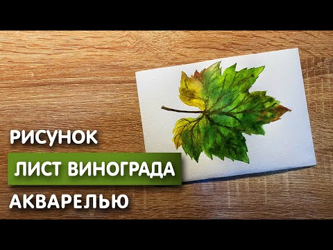 Видео: Как нарисовать лист винограда карандашом и акварелью начинающим | Рисунок для детей
