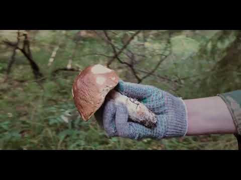 Видео: За грибами на дачу