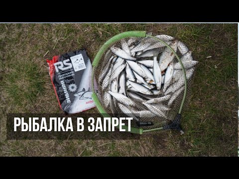 Видео: Быстрая рыбалка на фидер! Тест платформы от East Shark