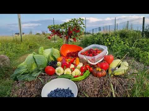 Видео: Ранний урожай. Томаты, перец, огурцы, баклажаны, капуста, жимолость, смородина, клубника, земляника.