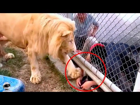 Видео: Лев в Шоке от Такой Наглости / Случаи с Животными на Камеру