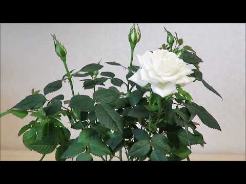 Видео: 🌸КАК сохранить покупную РОЗУ🌸 в горшке, что бы не погибла🌸
