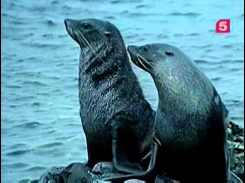 Видео: 29 1974 Кусто в Антарктике  Часть IV  Снежная буря в заливе Надежды