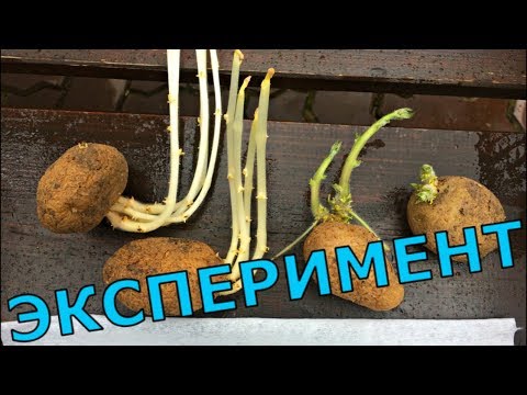 Видео: СПОСОБЫ ПРОРАЩИВАНИЯ КАРТОФЕЛЯ  СРАВНЕНИЕ УРОЖАЙНОСТИ  Эксперимент от ростков до урожая