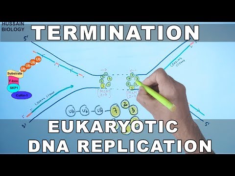 Видео: Репликация ДНК у эукариот | Терминация