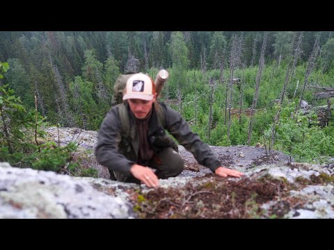 Видео: ВЫЖИВАНИЕ В ГЛУХОМ ЛЕСУ - СПЛЮ НА СКАЛЕ и ДОБЫВАЮ ЕДУ: ЧТО МОЖНО ЕСТЬ В ЛЕСУ?