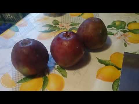 Видео: Чемпион и Зорка.