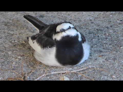 Видео: Каппасуке, японская трясогузка - Испытание, постигшее Каппу