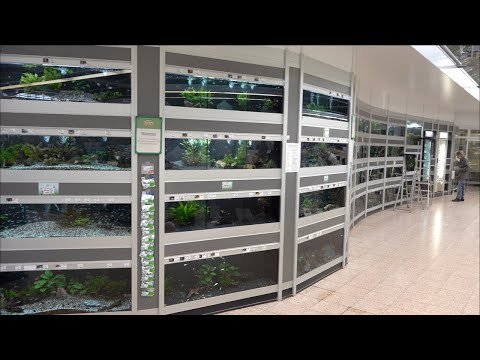 Видео: Аквариумныйм зоомагазин Гамбурга  Германия