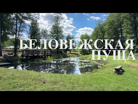 Видео: БЕЛОВЕЖСКАЯ ПУЩА 🌳 