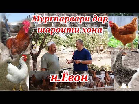 Видео: Мурғпарварӣ дар шароити хона н. Ёвон 3 намуд мурғ Индюк биг -6