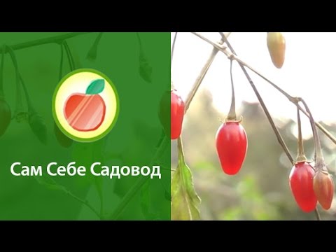 Видео: Ягода Годжи (дереза). Созрела