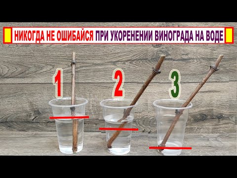 Видео: 🍇 Даже не думайте УКОРЕНЯТЬ ЧЕРЕНКИ ВИНОГРАДА НА ВОДЕ пока не посмотрите ЭТОТ ролик. Все секреты!