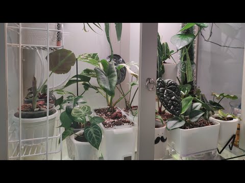 Видео: Перестановка в витрине, пересадка комнатных растений