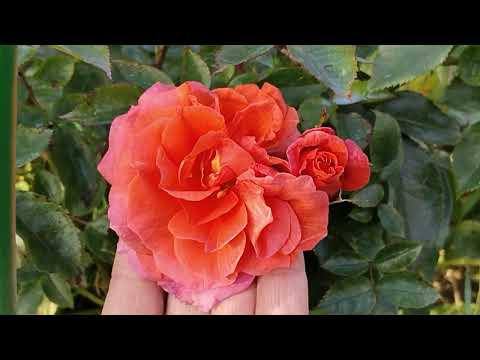 Видео: Роза "Наранга" (Rose Naranga)